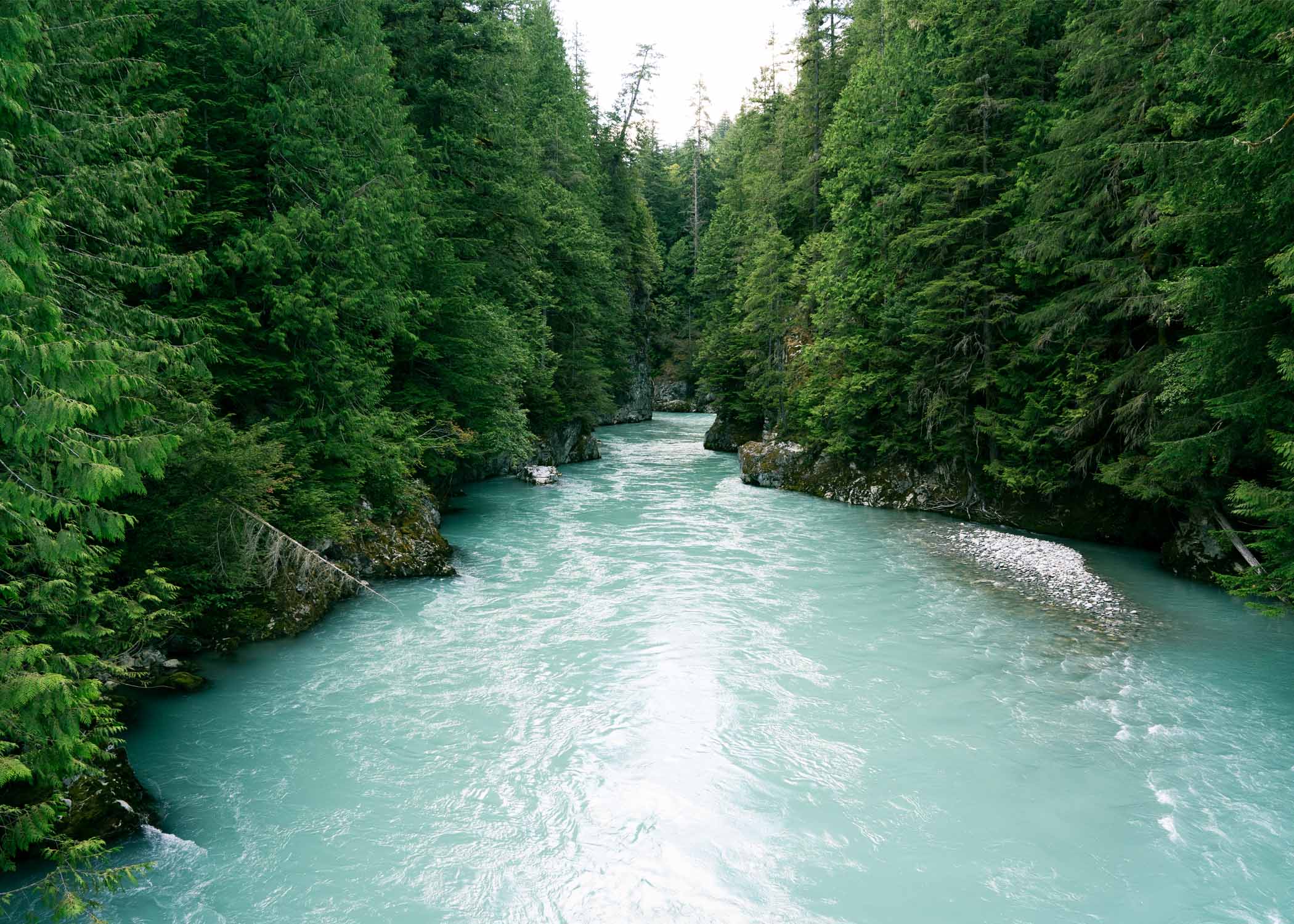 Une rivière qui coule près de grands arbres 